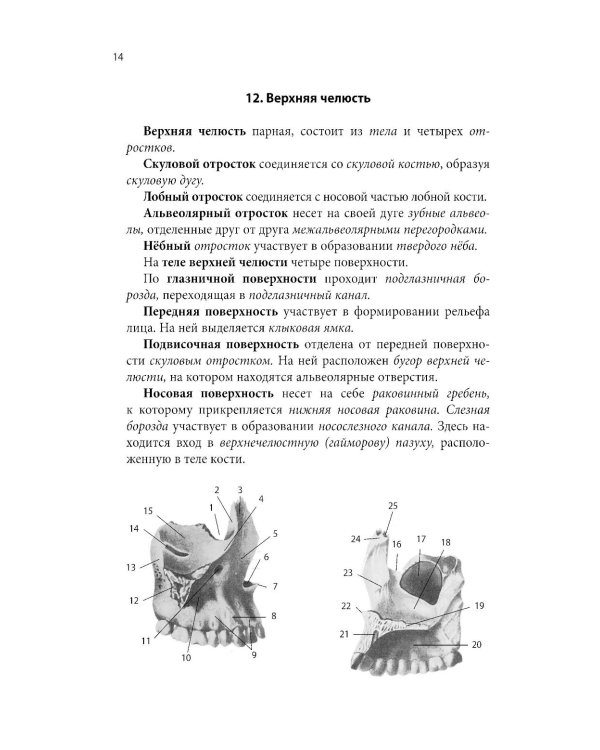 Тетрадь-шпаргалка по анатомии