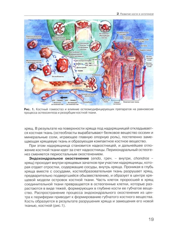 Радионуклидная визуализация костной системы и диагностика заболеваний опорно-двигательного аппарата.