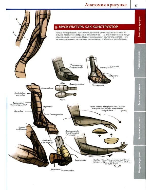 Анатомия. Создание реалистичных людей и животных. (+ мастер-классы по QR-коду)