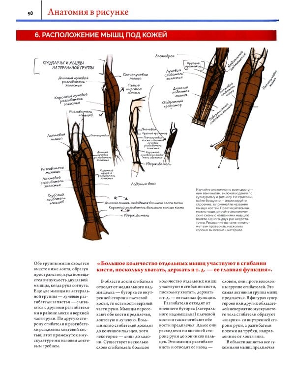 Анатомия. Создание реалистичных людей и животных. (+ мастер-классы по QR-коду)