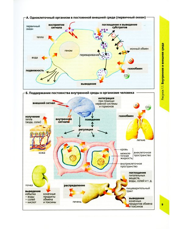 Наглядная физиология. 4-е изд