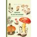 Цезарь и его мухомор (истории из жизни грибов) Цезарь и его мухомор (истории из жизни грибов)