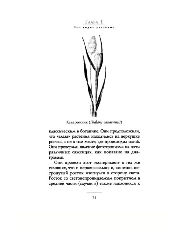 Тайные знания растений. Что видят, слышат и помнят цветы и деревья