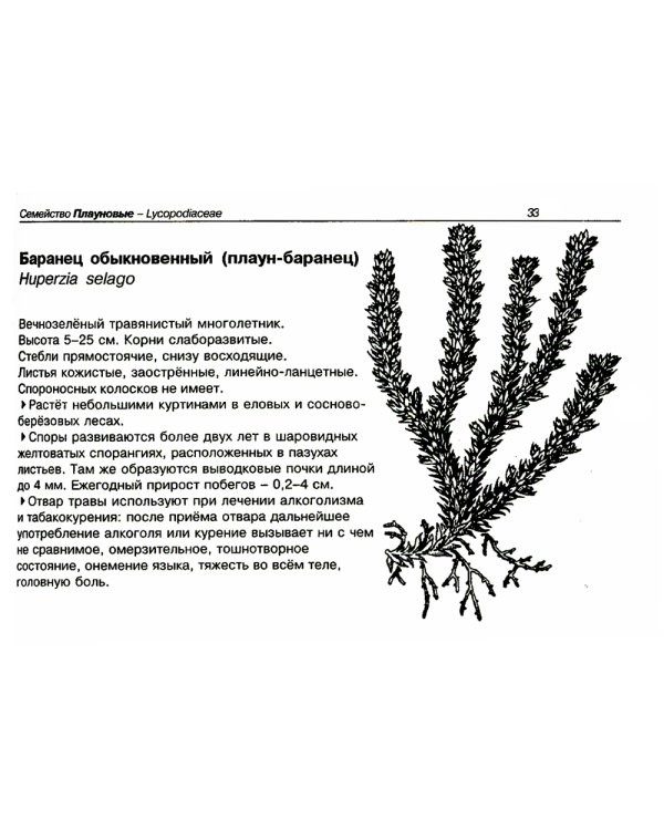 Лекарственные растения. Карманный определитель. 3-е изд, стер