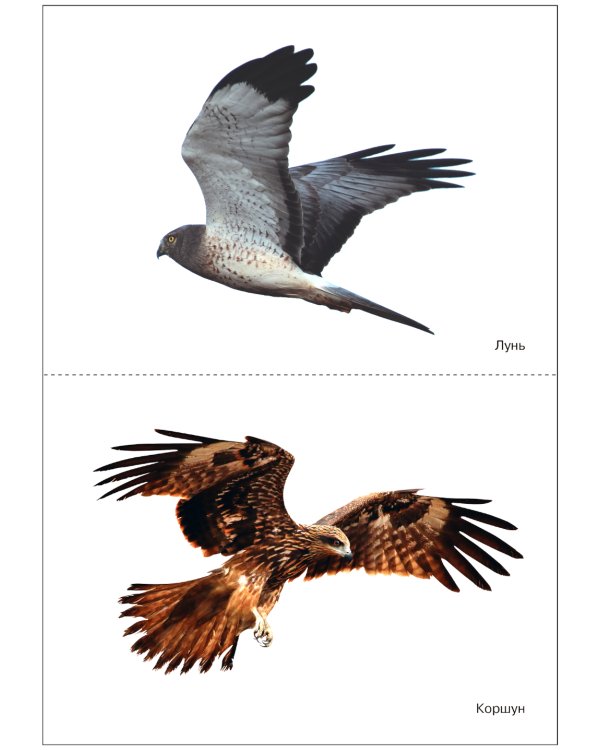 Птицы хищные: Наглядно-дидактическое пособие