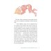 Дополнительное изображение книги «Тело человека. Что у меня внутри?»