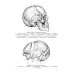 Клиническая анатомия черепа: Учебное пособие. 13-е изд., перераб. и доп Клиническая анатомия черепа: Учебное пособие. 13-е изд., перераб. и доп