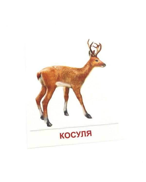 Дополнительное изображение книги «Дикие животные-1. 16 демонстрационных картинок с текстом»