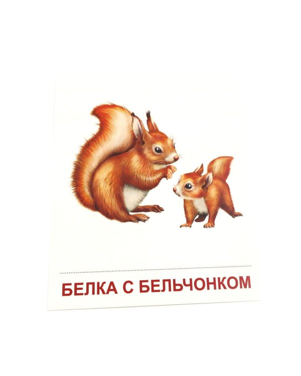 Дополнительное изображение книги «Дикие животные-1. 16 демонстрационных картинок с текстом»
