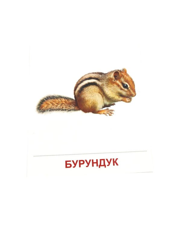 Дополнительное изображение книги «Дикие животные-1. 16 демонстрационных картинок с текстом»