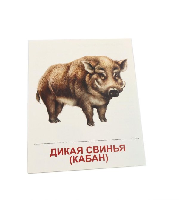 Дополнительное изображение книги «Дикие животные-1. 16 демонстрационных картинок с текстом»