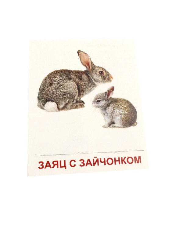 Дополнительное изображение книги «Дикие животные-1. 16 демонстрационных картинок с текстом»