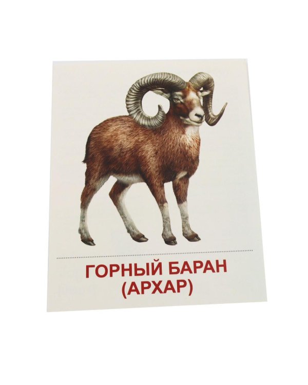 Дополнительное изображение книги «Дикие животные-1. 16 демонстрационных картинок с текстом»