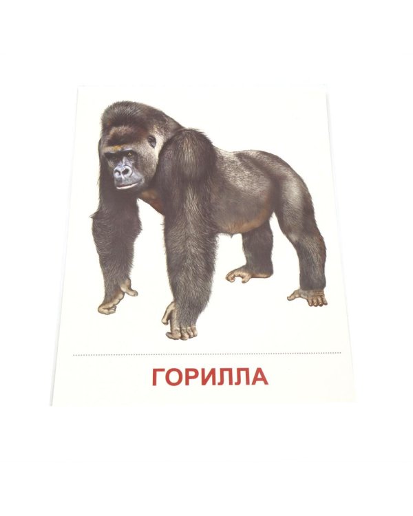 Дополнительное изображение книги «Животные жарких стран. 16 демонстрационных картинок с текстом»