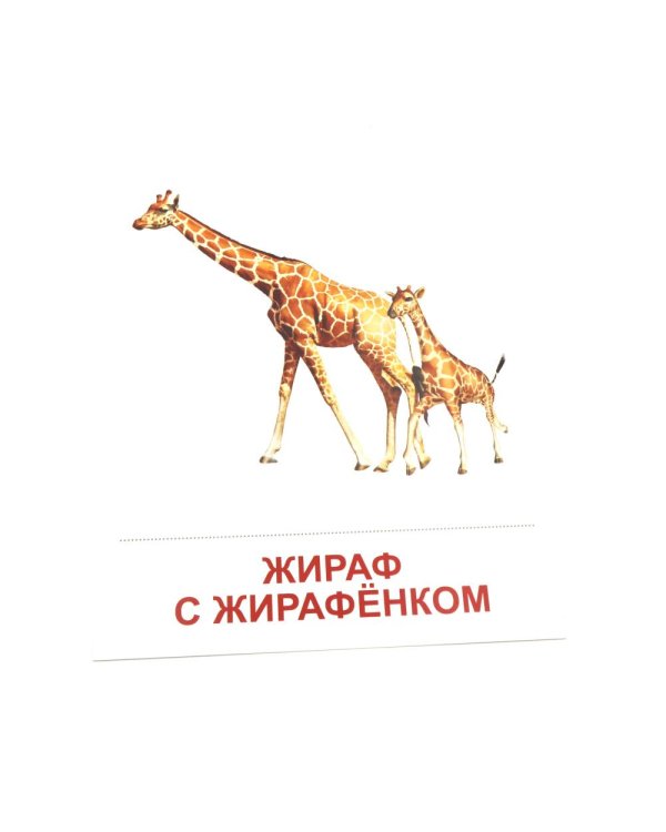 Дополнительное изображение книги «Животные жарких стран. 16 демонстрационных картинок с текстом»