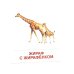 Дополнительное изображение книги «Животные жарких стран. 16 демонстрационных картинок с текстом»