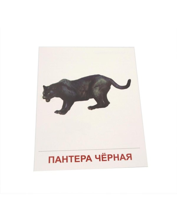 Дополнительное изображение книги «Животные жарких стран. 16 демонстрационных картинок с текстом»