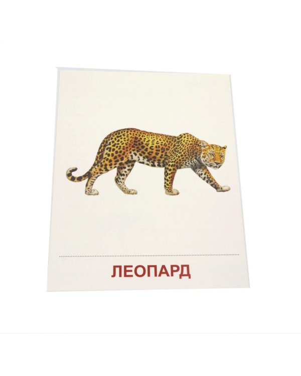 Дополнительное изображение книги «Животные жарких стран. 16 демонстрационных картинок с текстом»