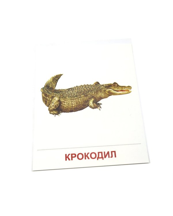 Дополнительное изображение книги «Животные жарких стран. 16 демонстрационных картинок с текстом»