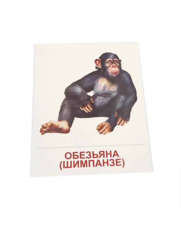 Дополнительное изображение книги «Животные жарких стран. 16 демонстрационных картинок с текстом»