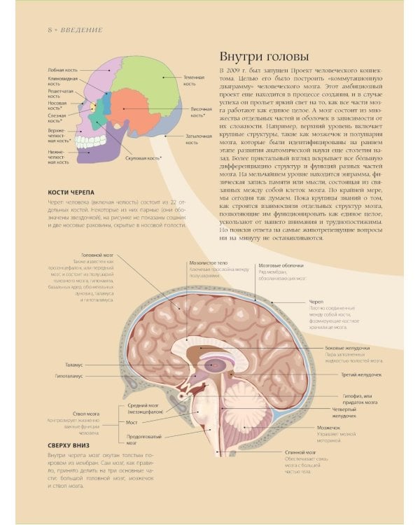 Мозг. История, теории и практики