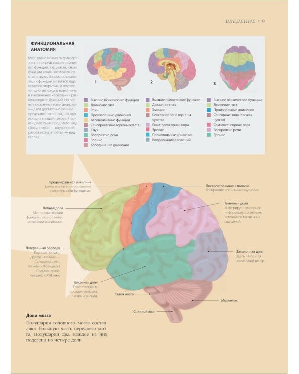 Мозг. История, теории и практики