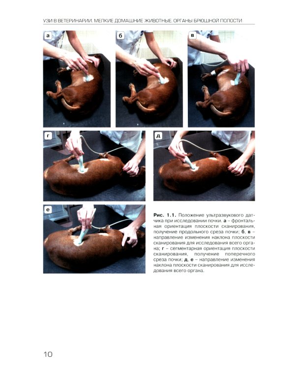 УЗИ в ветеринарии. Мелкие домашние животные. Органы брюшной полости; Репродуктивная система самок и самцов. Беременность (комплект из 2-х книг)