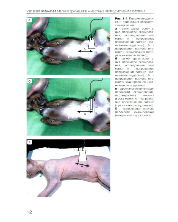 УЗИ в ветеринарии. Мелкие домашние животные. Органы брюшной полости; Репродуктивная система самок и самцов. Беременность (комплект из 2-х книг)