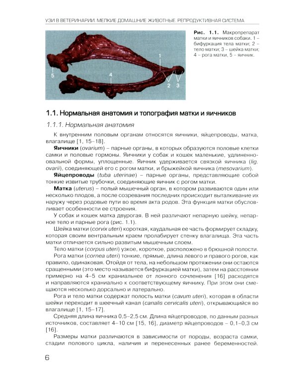 УЗИ в ветеринарии. Мелкие домашние животные. Органы брюшной полости; Репродуктивная система самок и самцов. Беременность (комплект из 2-х книг)
