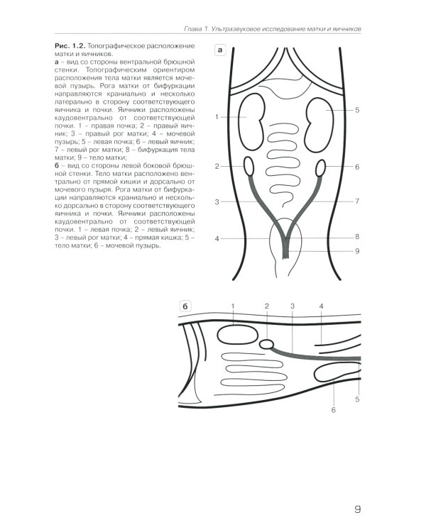УЗИ в ветеринарии. Мелкие домашние животные. Органы брюшной полости; Репродуктивная система самок и самцов. Беременность (комплект из 2-х книг)