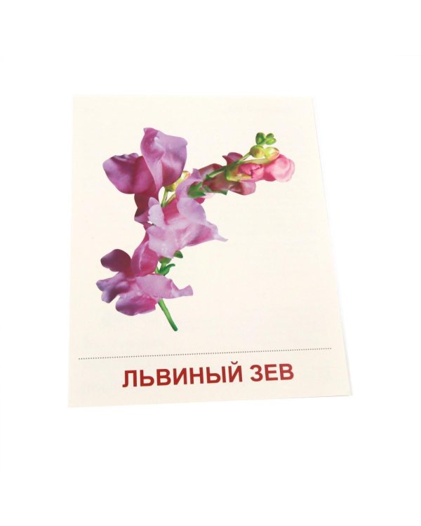 Дополнительное изображение книги «Цветы садовые. 16 демонстрационных картинок с текстом»