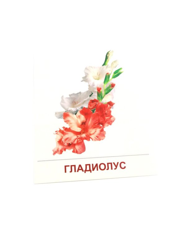 Дополнительное изображение книги «Цветы садовые. 16 демонстрационных картинок с текстом»