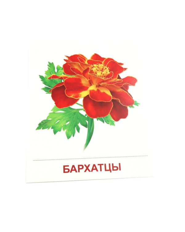 Дополнительное изображение книги «Цветы садовые. 16 демонстрационных картинок с текстом»