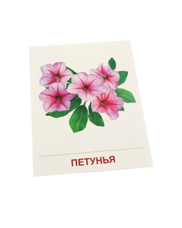 Дополнительное изображение книги «Цветы садовые. 16 демонстрационных картинок с текстом»