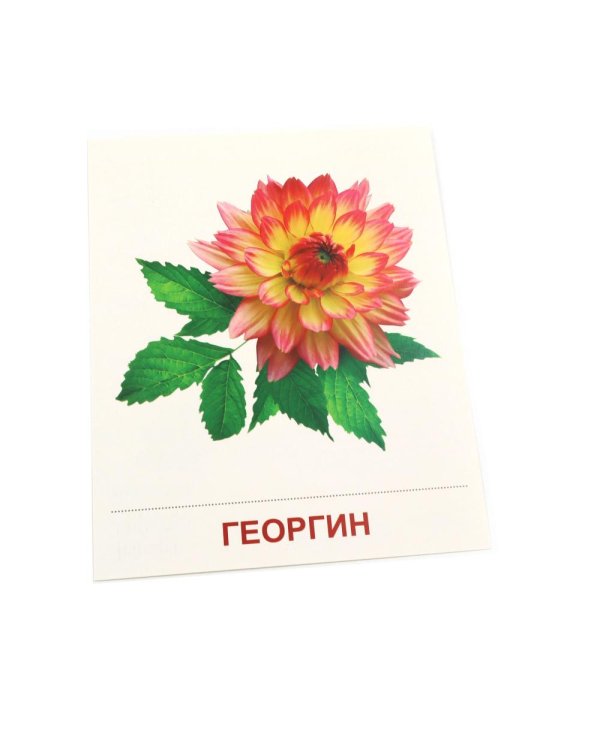 Дополнительное изображение книги «Цветы садовые. 16 демонстрационных картинок с текстом»
