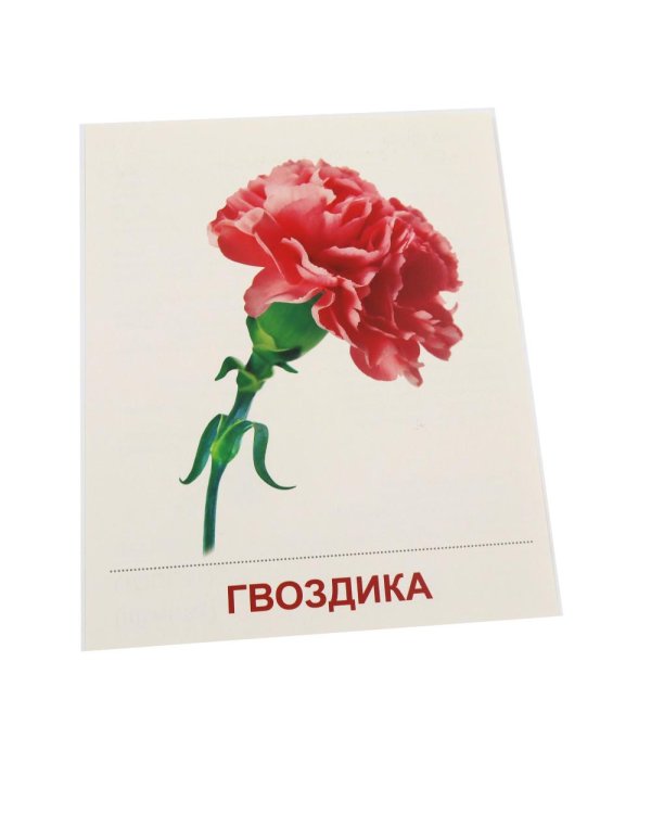 Дополнительное изображение книги «Цветы садовые. 16 демонстрационных картинок с текстом»