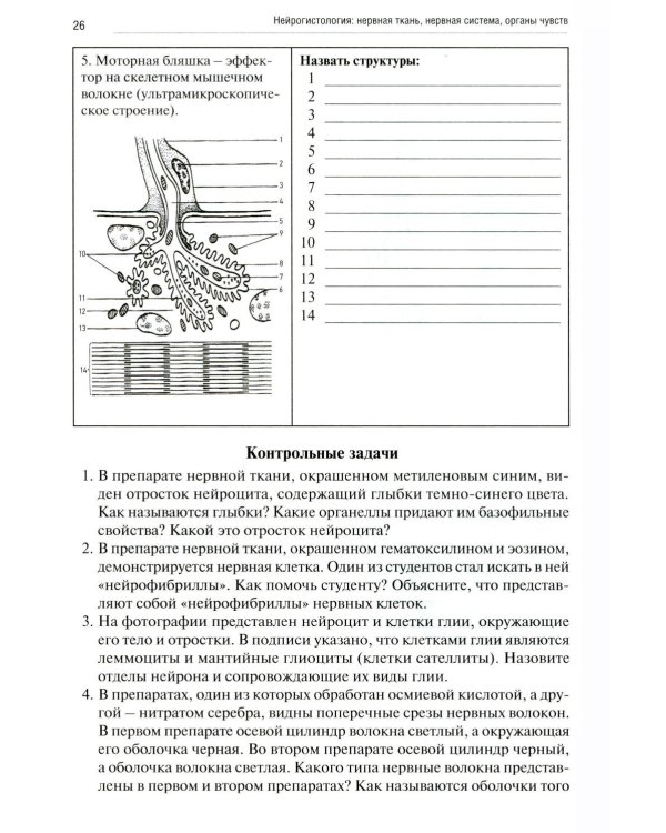 Нейрогистология: нервная ткань, нервная система, органы чувств: рабочая тетрадь