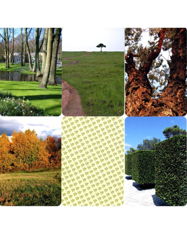 Дерево как образ человека: метафорические карты (набор из 112 карточек и инструкции)