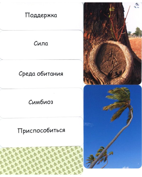 Дерево как образ человека: метафорические карты (набор из 112 карточек и инструкции)