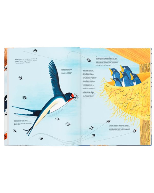 Тысяча и одна птица