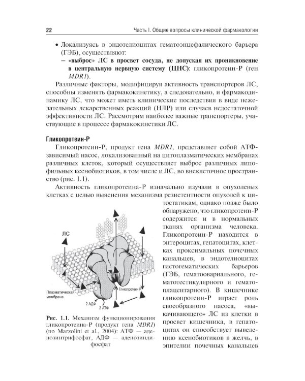 Клиническая фармакология: Учебник. 6-е изд., испр.и доп