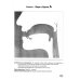 Артикуляция звуков в графическом изображении. Учебно -демонстрационный материал