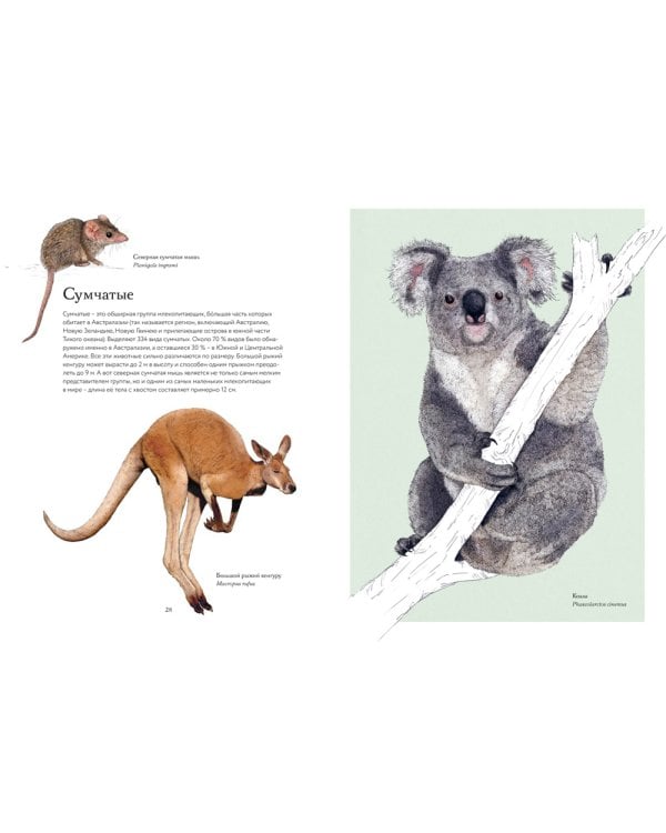 Тайны дикой природы