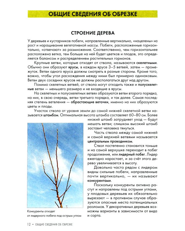 Обрезка плодовых и декоративных деревьев и кустарников