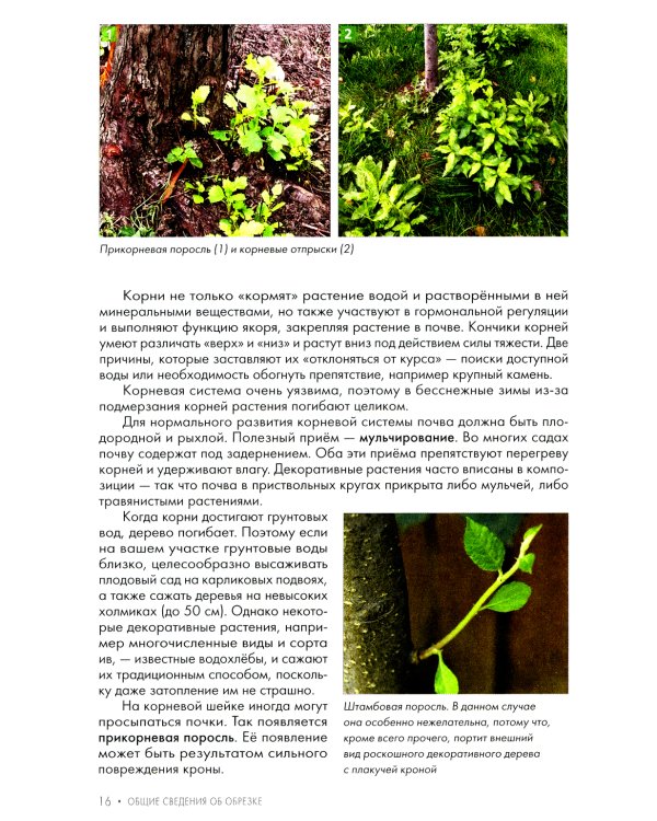 Обрезка плодовых и декоративных деревьев и кустарников