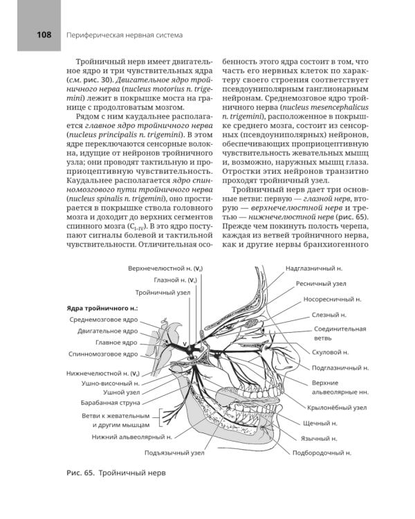 Анатомия нервной системы: учебное пособие
