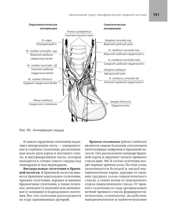 Анатомия нервной системы: учебное пособие