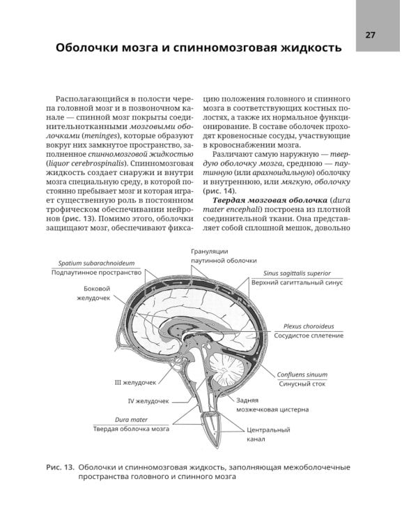 Анатомия нервной системы: учебное пособие