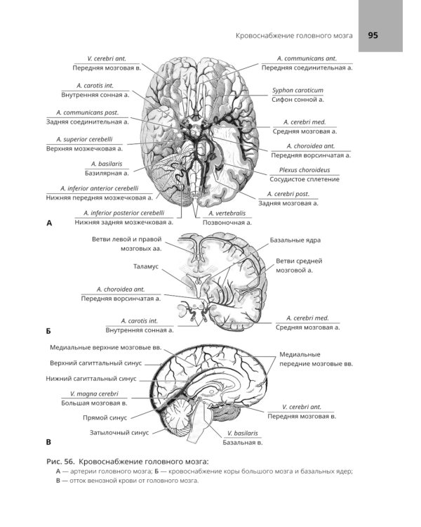 Анатомия нервной системы: учебное пособие