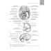Анатомия нервной системы: учебное пособие